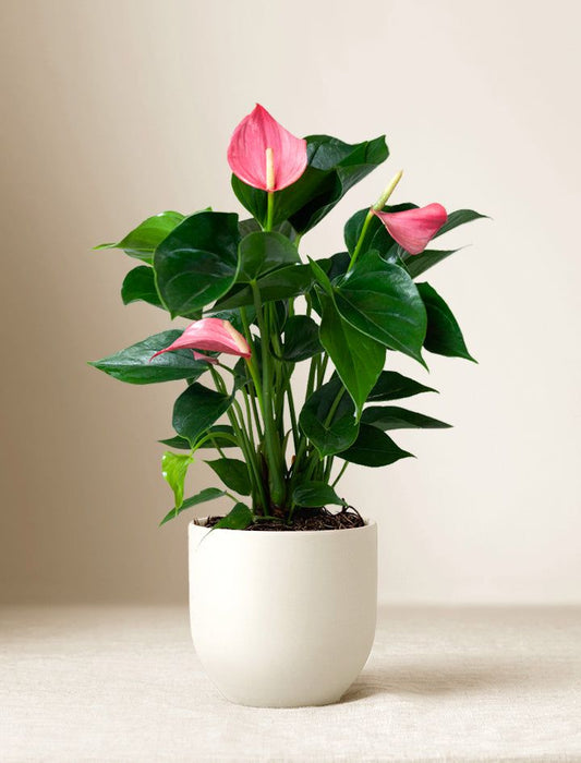 Anthurium Pink Heart