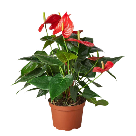 Anthurium Red Heart