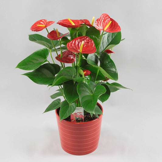 Anthurium Red Heart