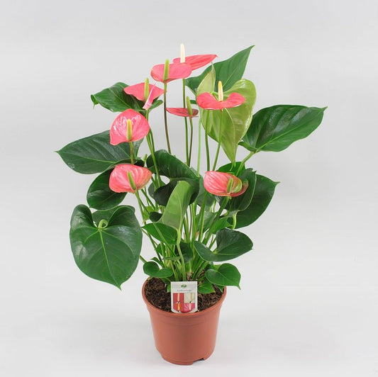 Anthurium Pink Heart