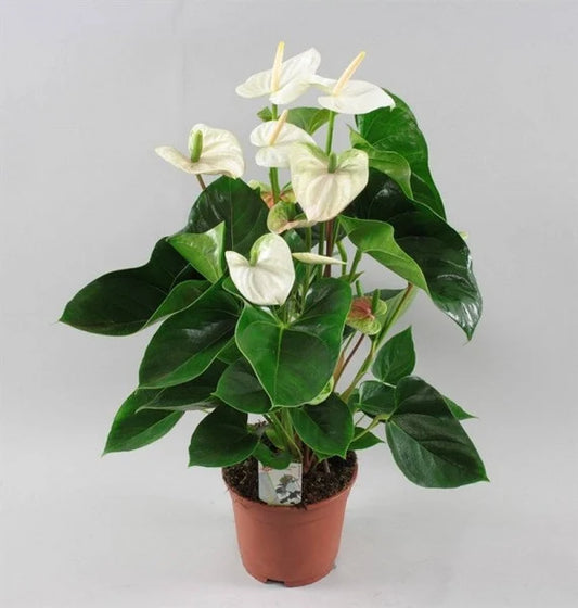 Anthurium Pure Heart